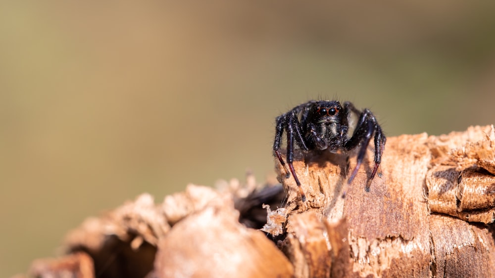 Araña negra