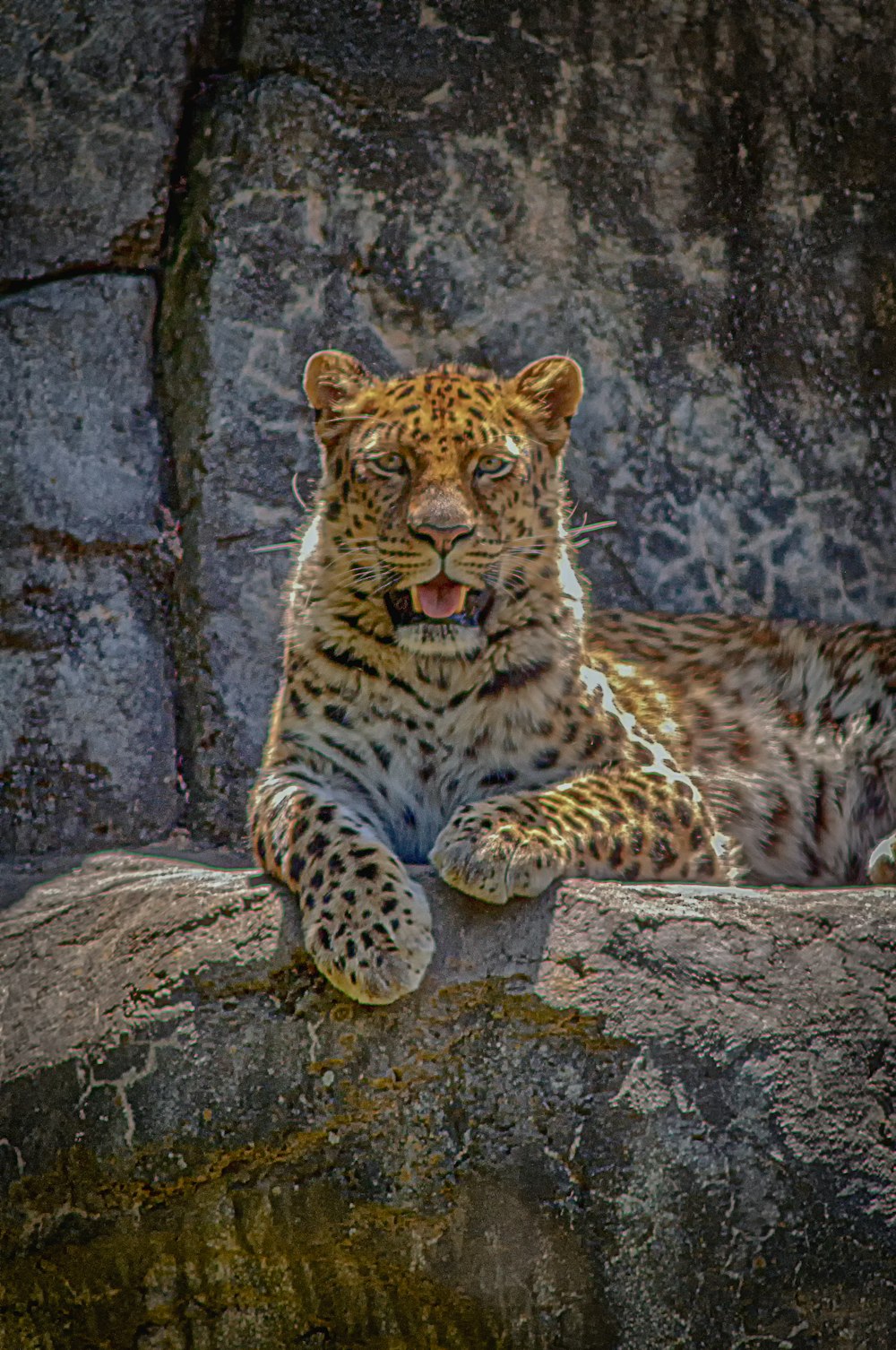 adult leoprad