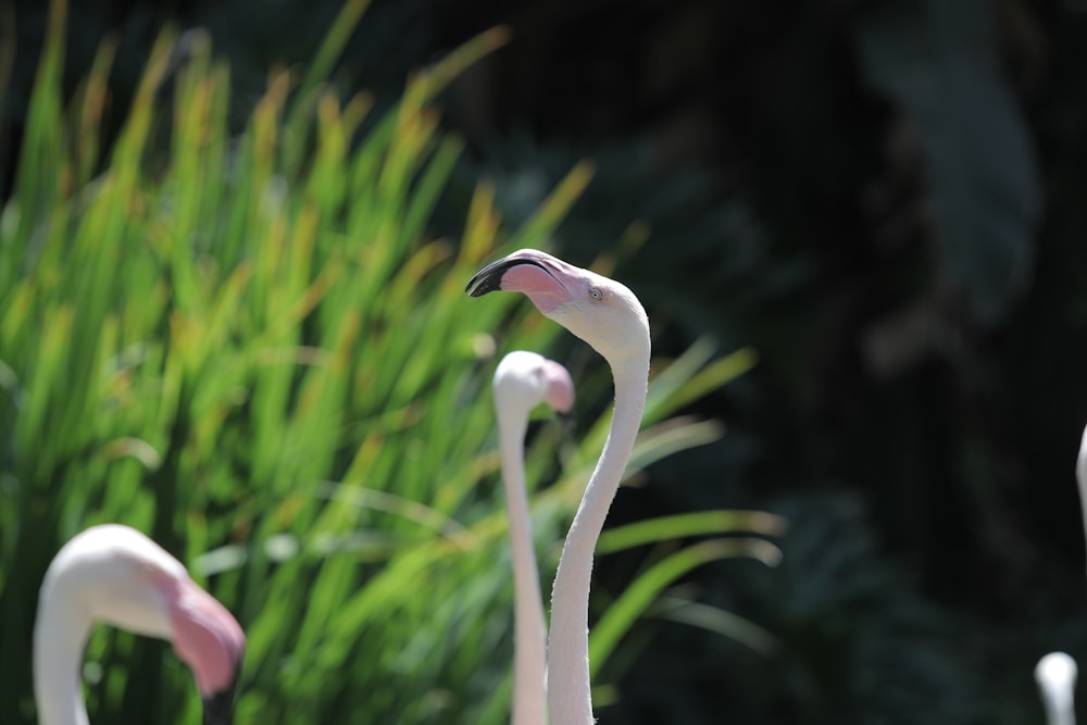 photo en gros plan de flamants roses