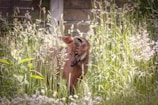 A maned wolf stands amidst dense tall grasses and wildflowers, blending naturally into its lush, green surroundings. The animal's reddish-brown fur contrasts with the greenery, as it appears to be cautiously observing its environment. Sunlight filters through the grass, creating a serene atmosphere.