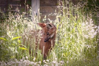 A maned wolf stands amidst dense tall grasses and wildflowers, blending naturally into its lush, green surroundings. The animal's reddish-brown fur contrasts with the greenery, as it appears to be cautiously observing its environment. Sunlight filters through the grass, creating a serene atmosphere.