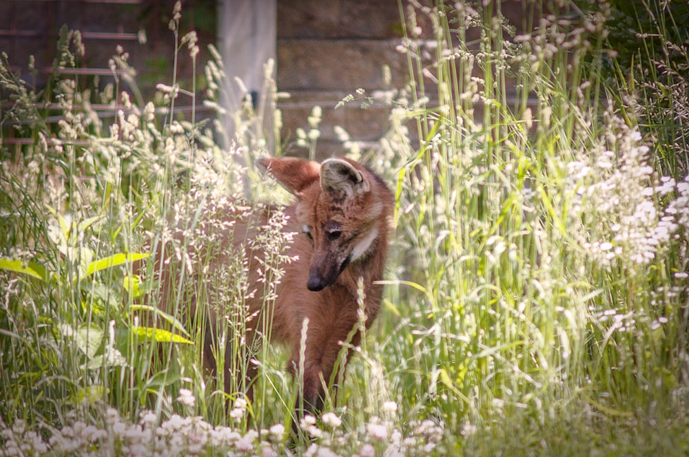 tan short-coated dog