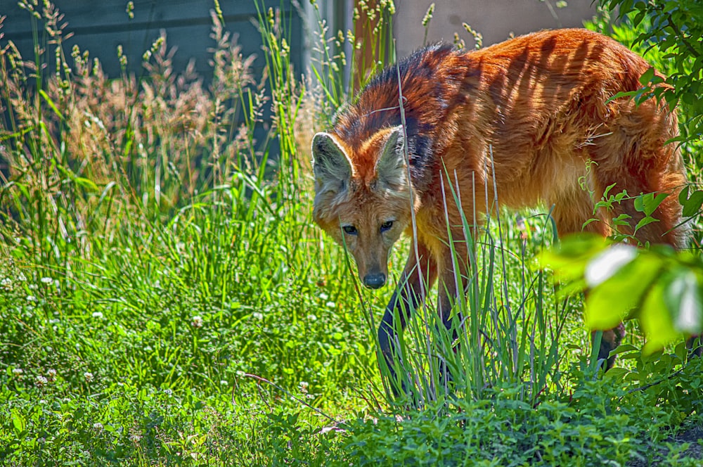 red animal