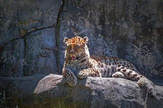 A leopard is lounging on a large rock with its mouth slightly open, showing its tongue. The leopard's coat is covered in distinctive dark spots, and it appears relaxed and comfortable. The background consists of a rough-textured stone wall.
