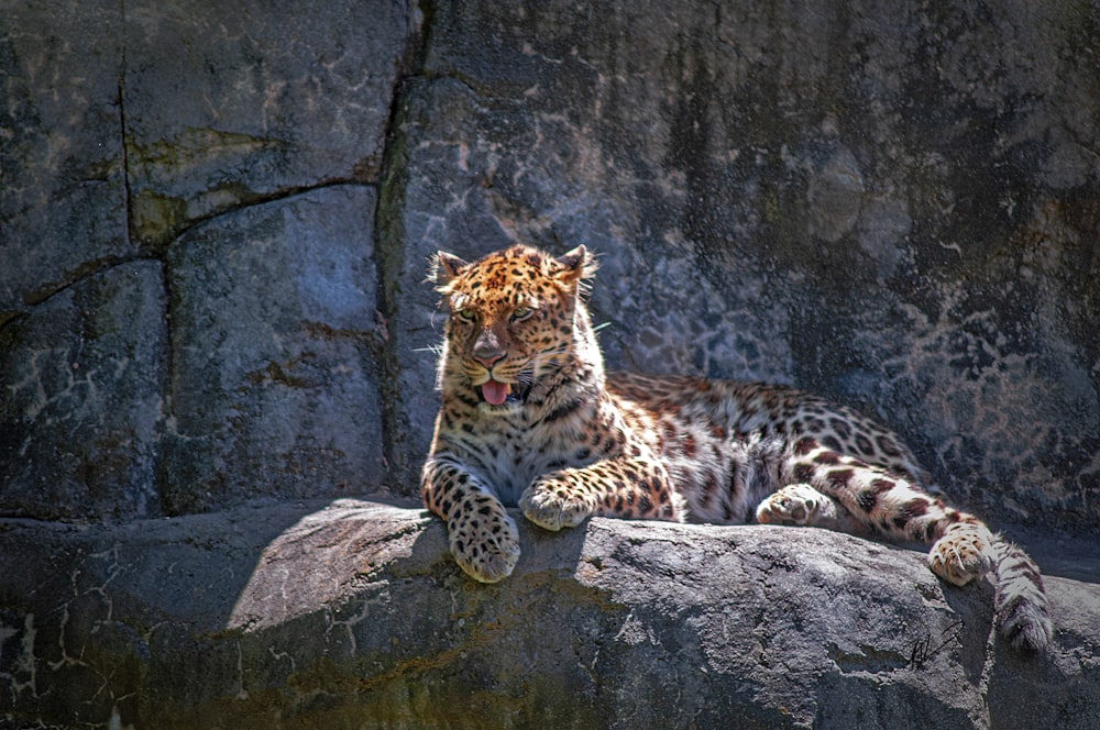 leopard lying on stone