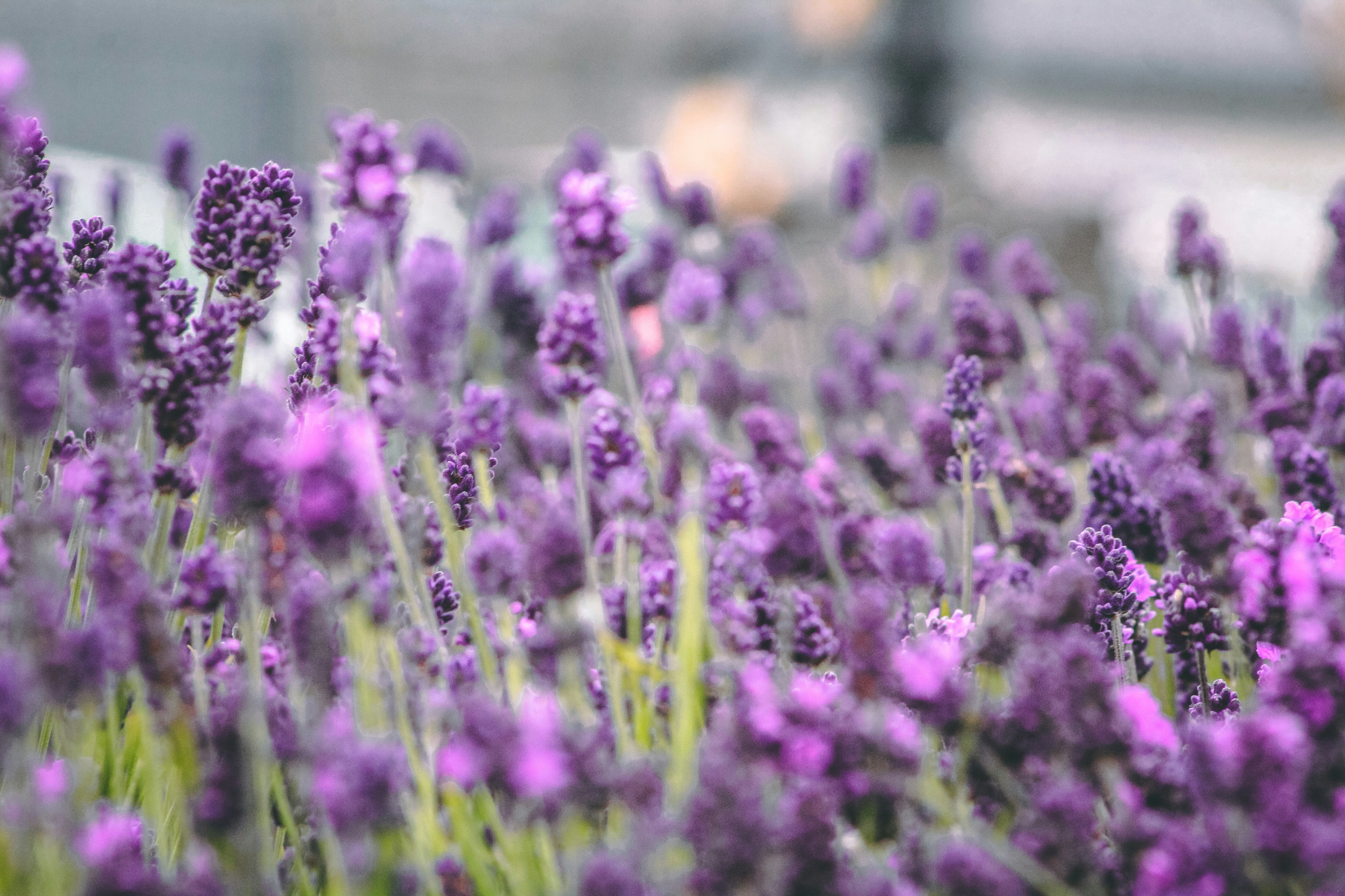 Photo by lokisprints