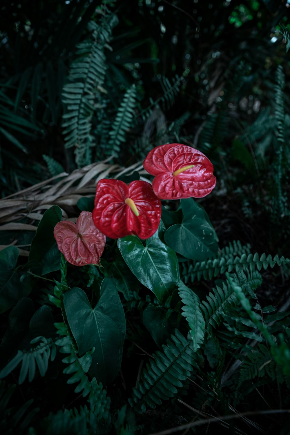 red petaled flowers