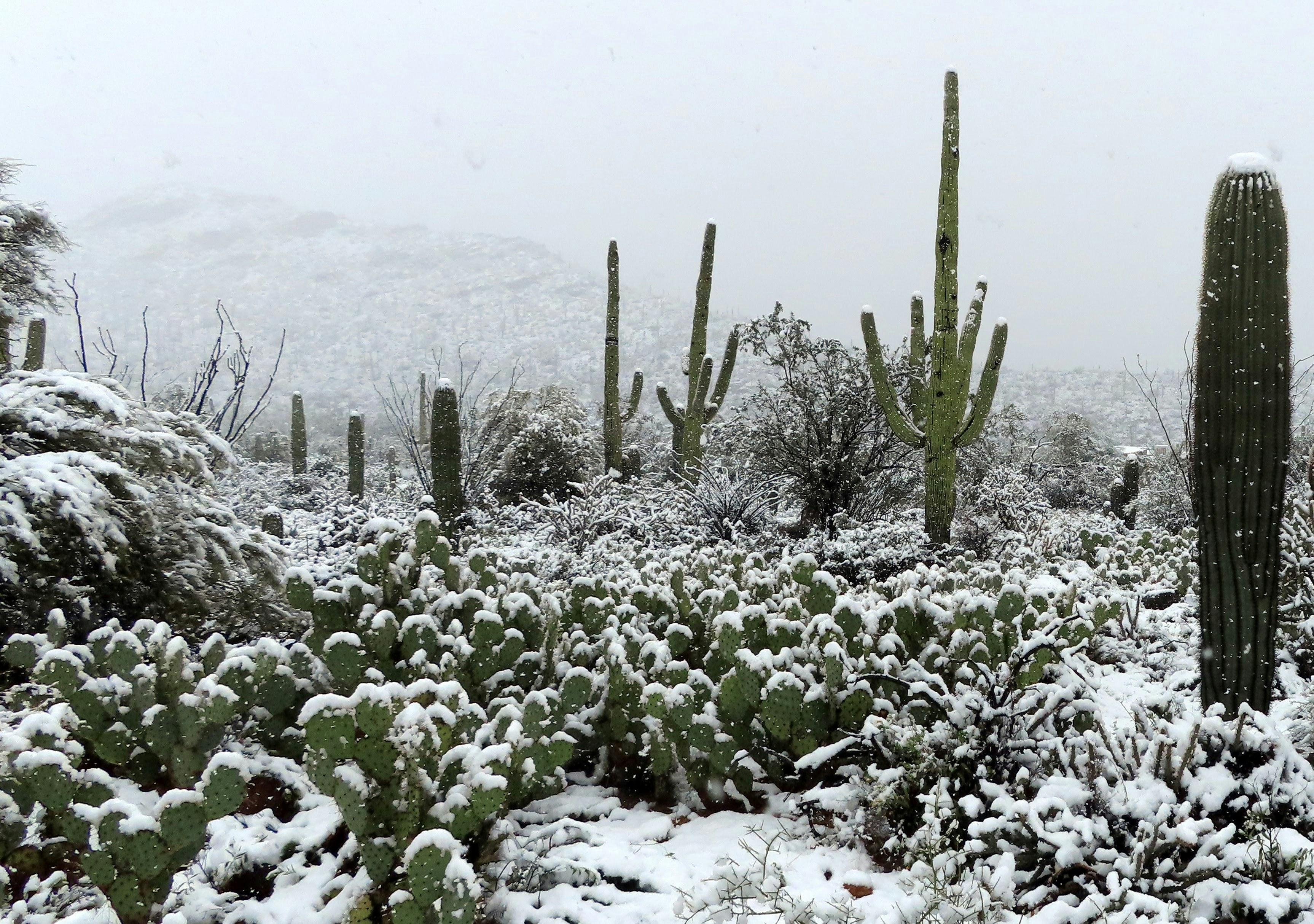 Snow blankets a desert cactus garden with tall saguaros and low shrubs, fading into a soft snowy haze.