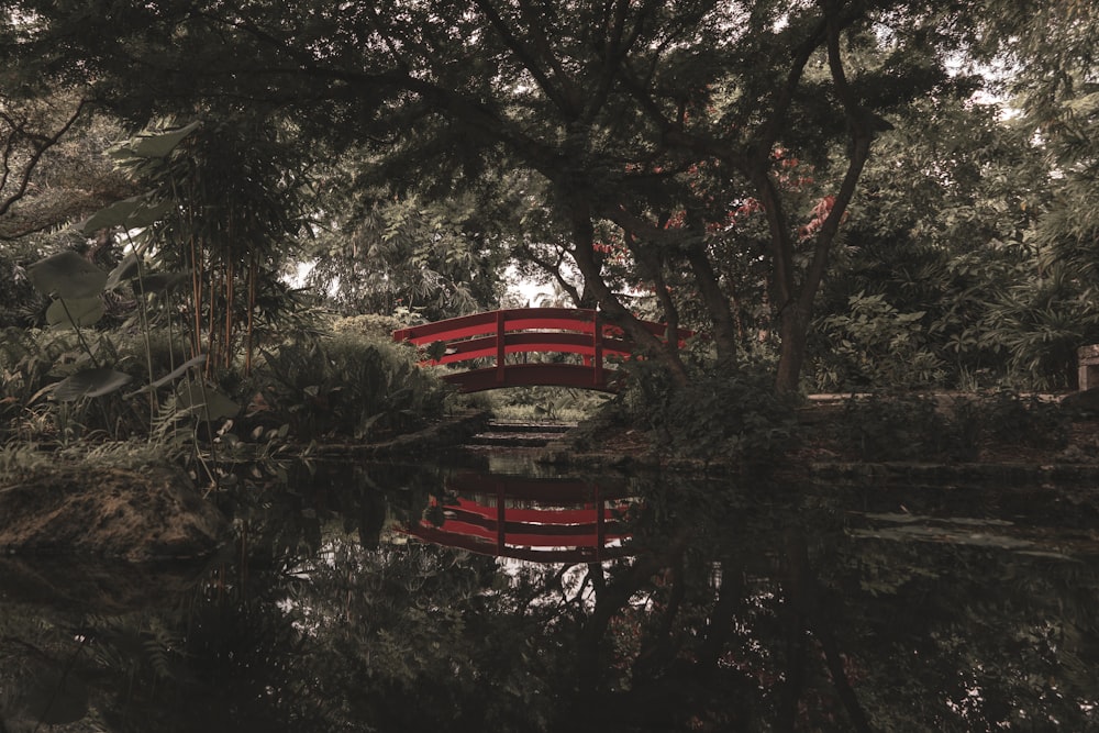 red bridge near tree