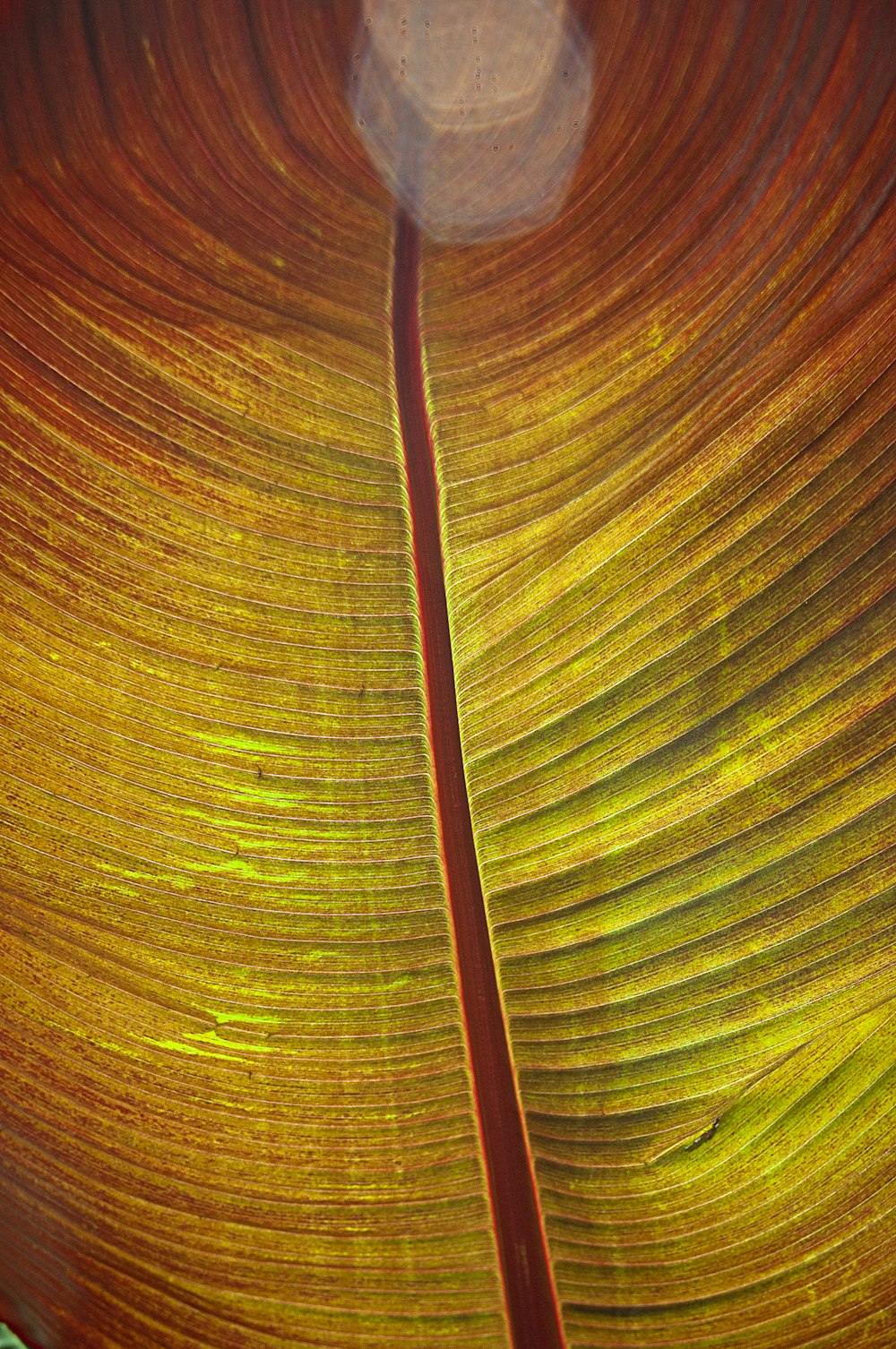 a close up of a leaf with a blurry background