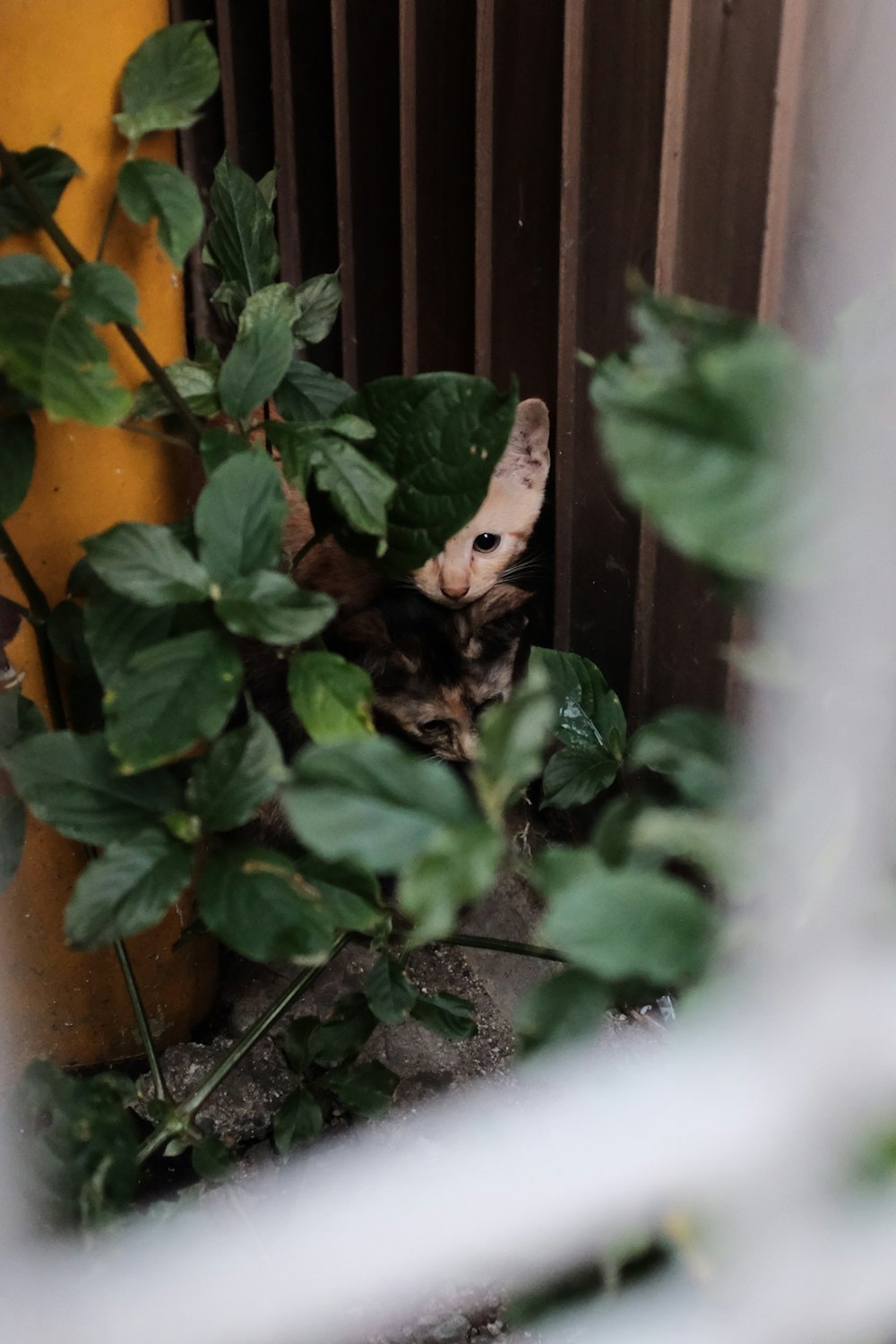 cat hides behind plants