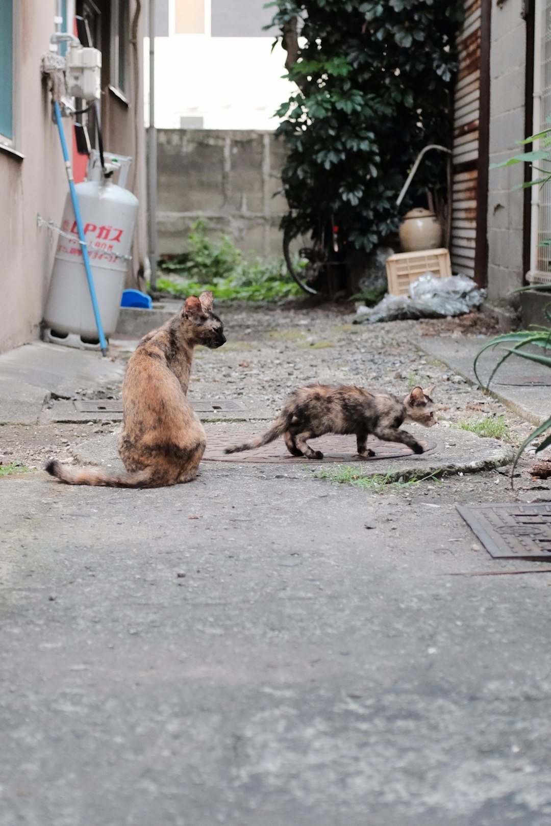 cat sits near kitten