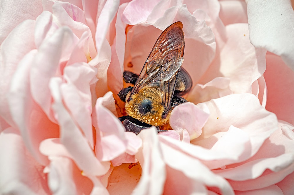 Insecto negro posado en flor de pétalos rosados