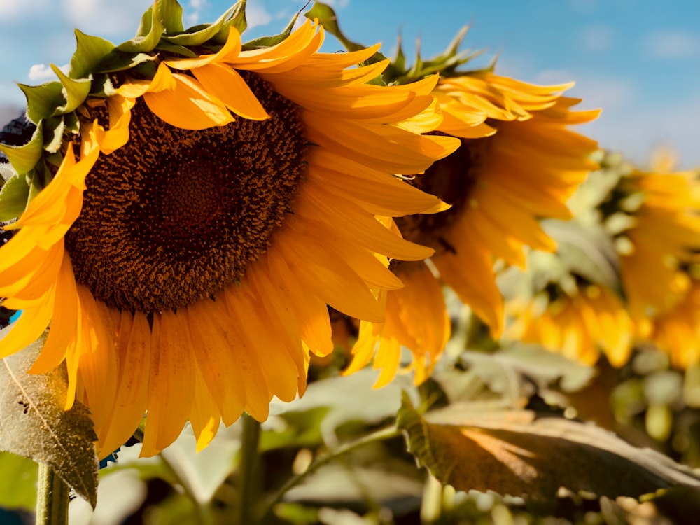 yellow sunflower