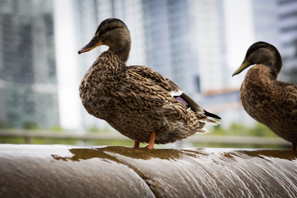 brown ducks