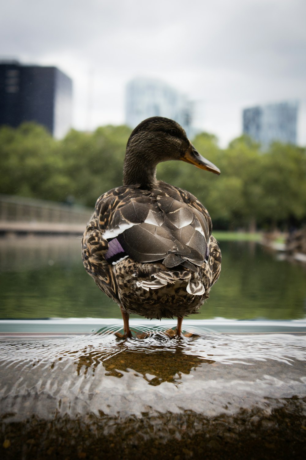 brown duck