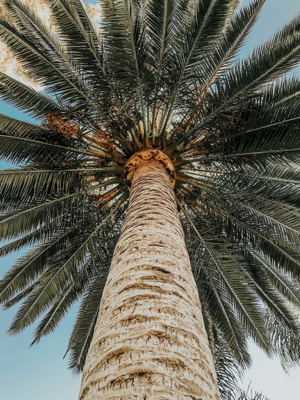 worm's eye view of a coconut tree