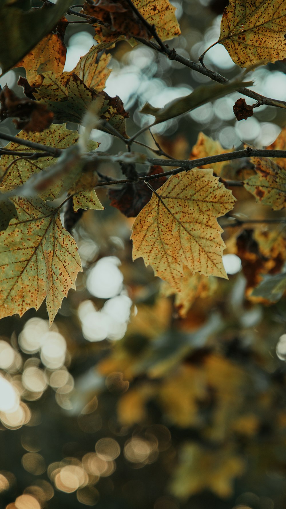 beige leafed plant