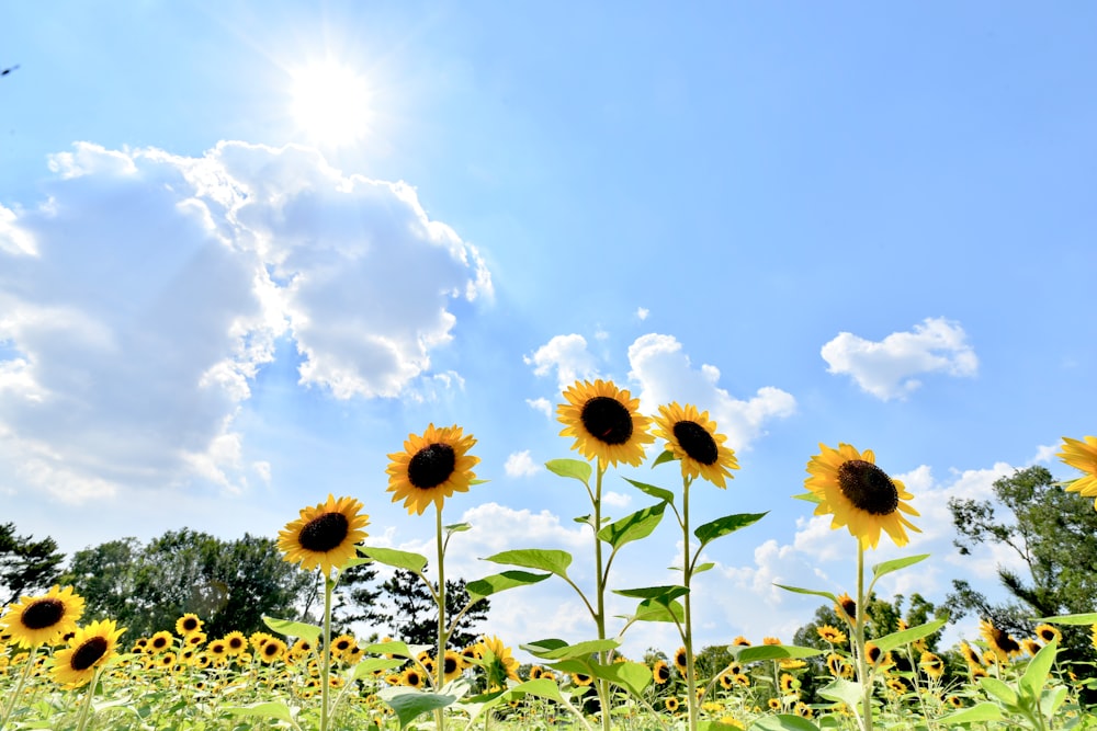 yellow sunflowers under white clouds and blue sky