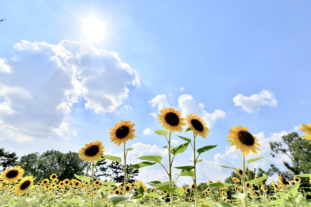 girasoles amarillos bajo nubes blancas y cielo azul