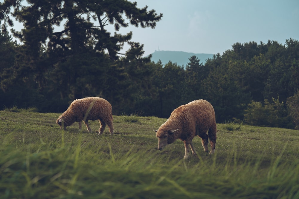 two brown sheep eating grass
