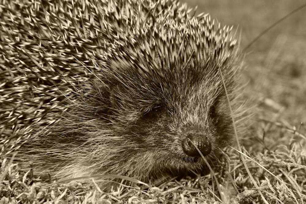 grayscale photography of hedgehog