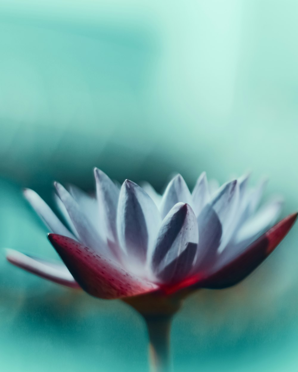 lotus flower