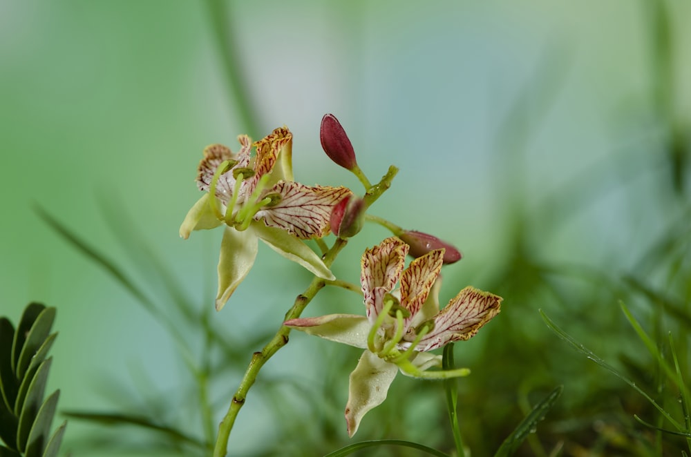 red and green orchid