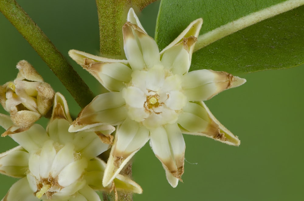 white-and-brown-petaled flowers during daytime