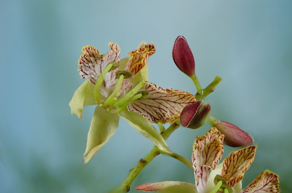 green and red orchid