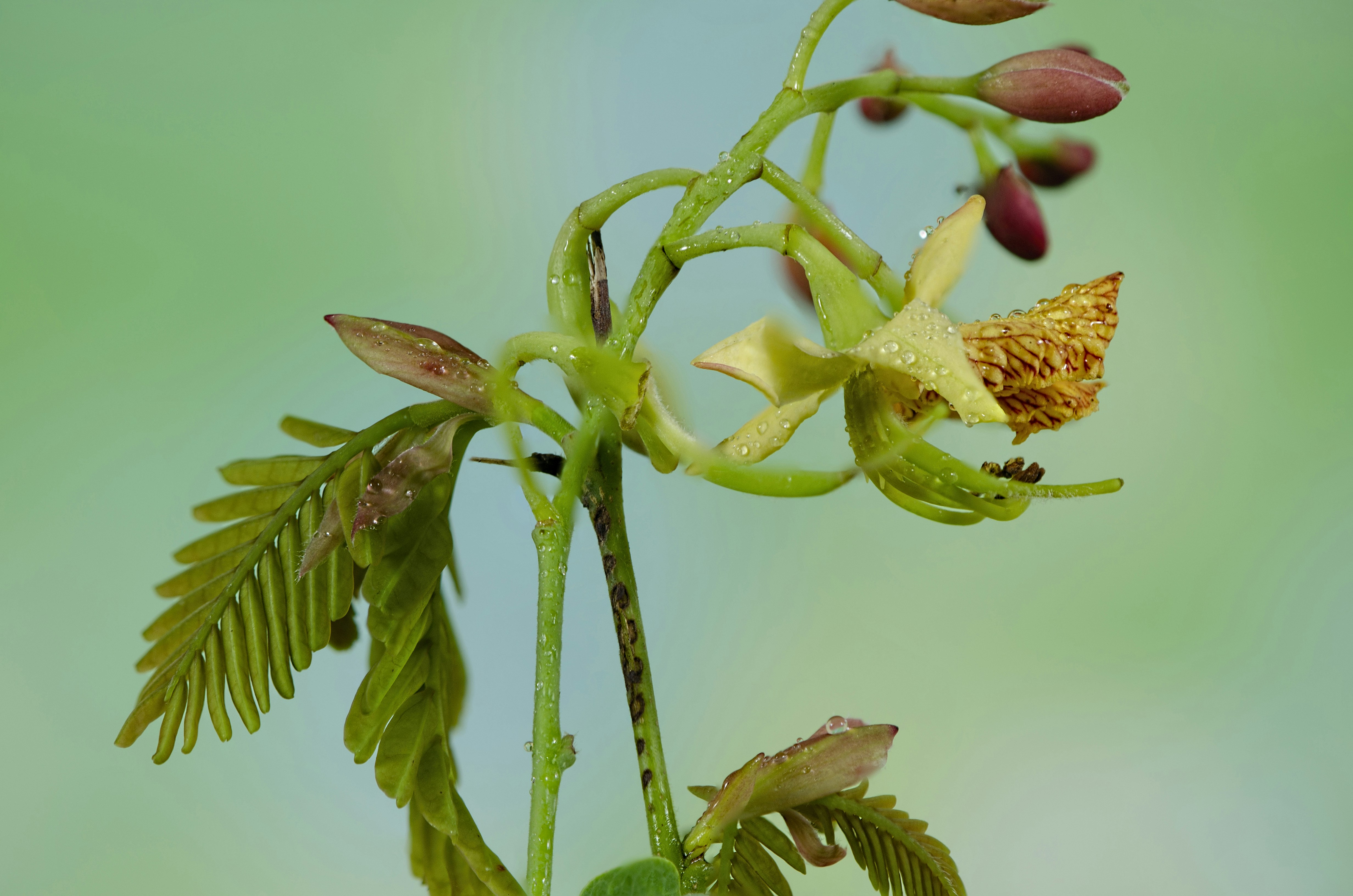 beige petaled flower, Tamarind Flower</p><p>Blooming Tamarind flowers. Tamarind fruit is edible and many parts of this plant are used in traditional medicine.</p><p>Location : Ahmedabad, Gujarat, INDIA</p><p>Model : NIKON D7000