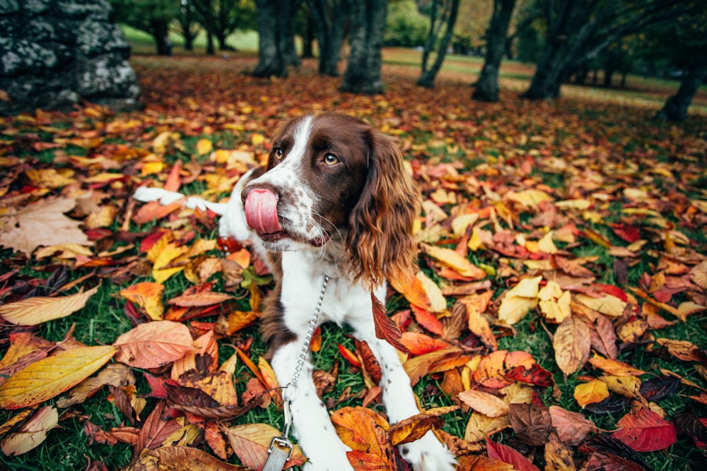 white and brown cockerspaniel dog