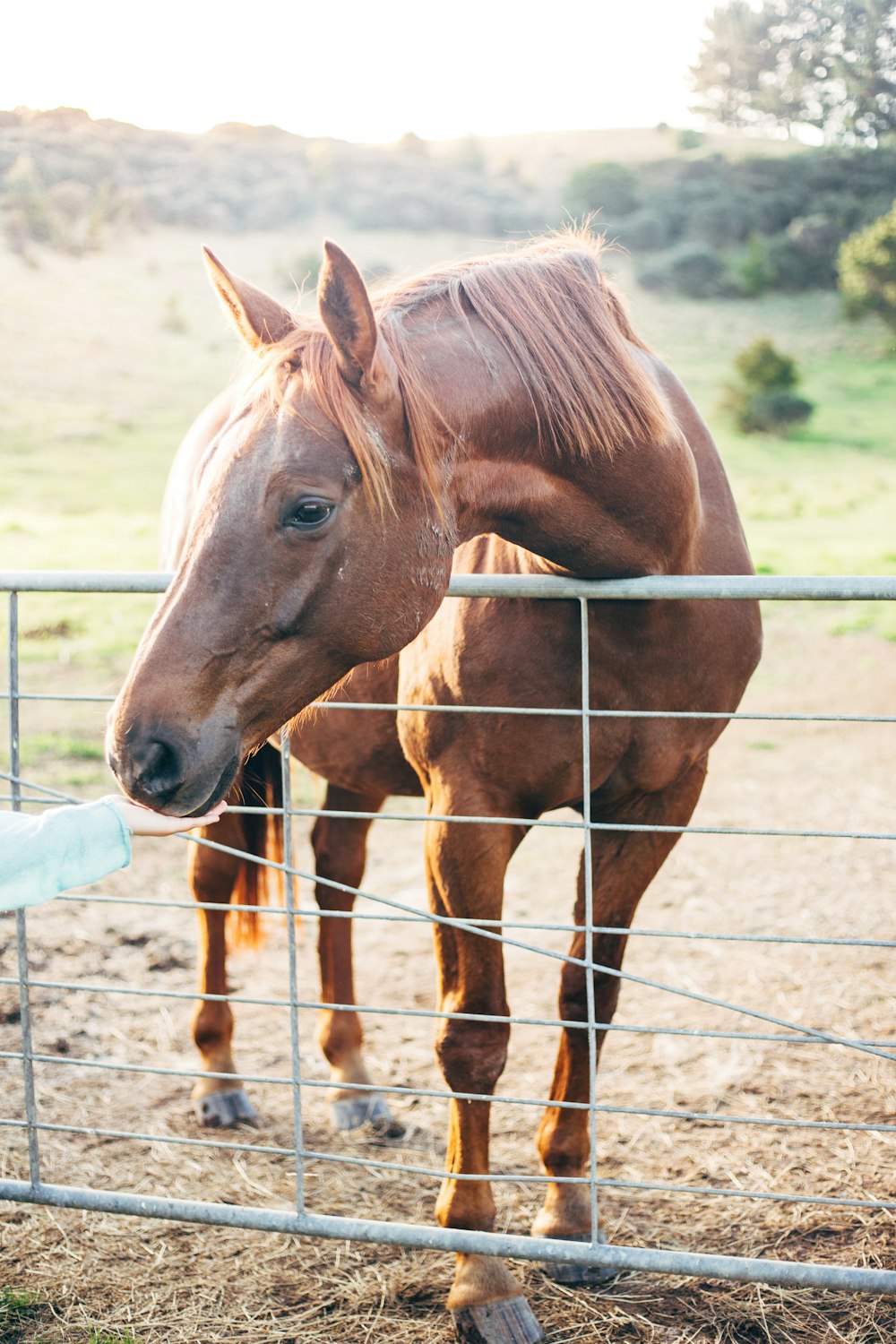 brown horse