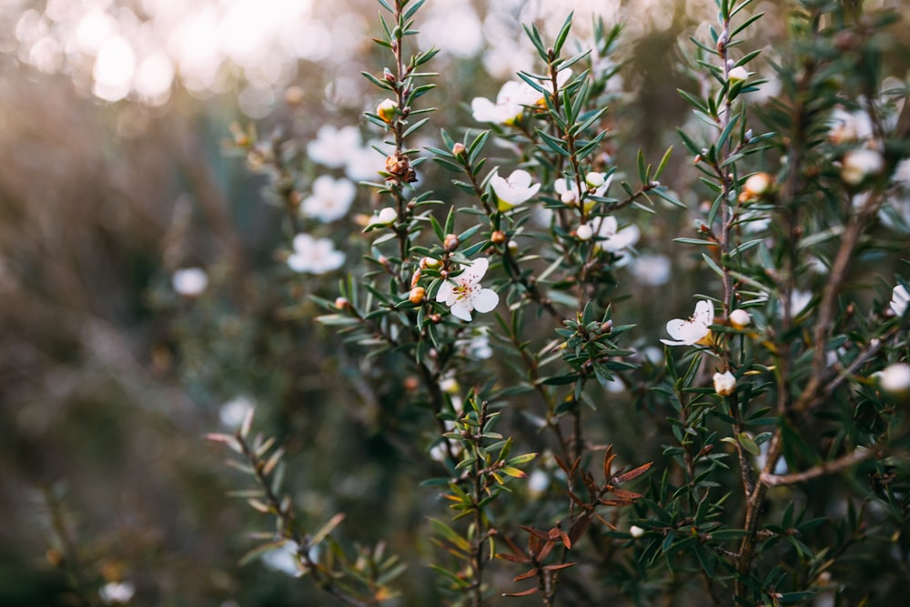 blooming white petaled flowers