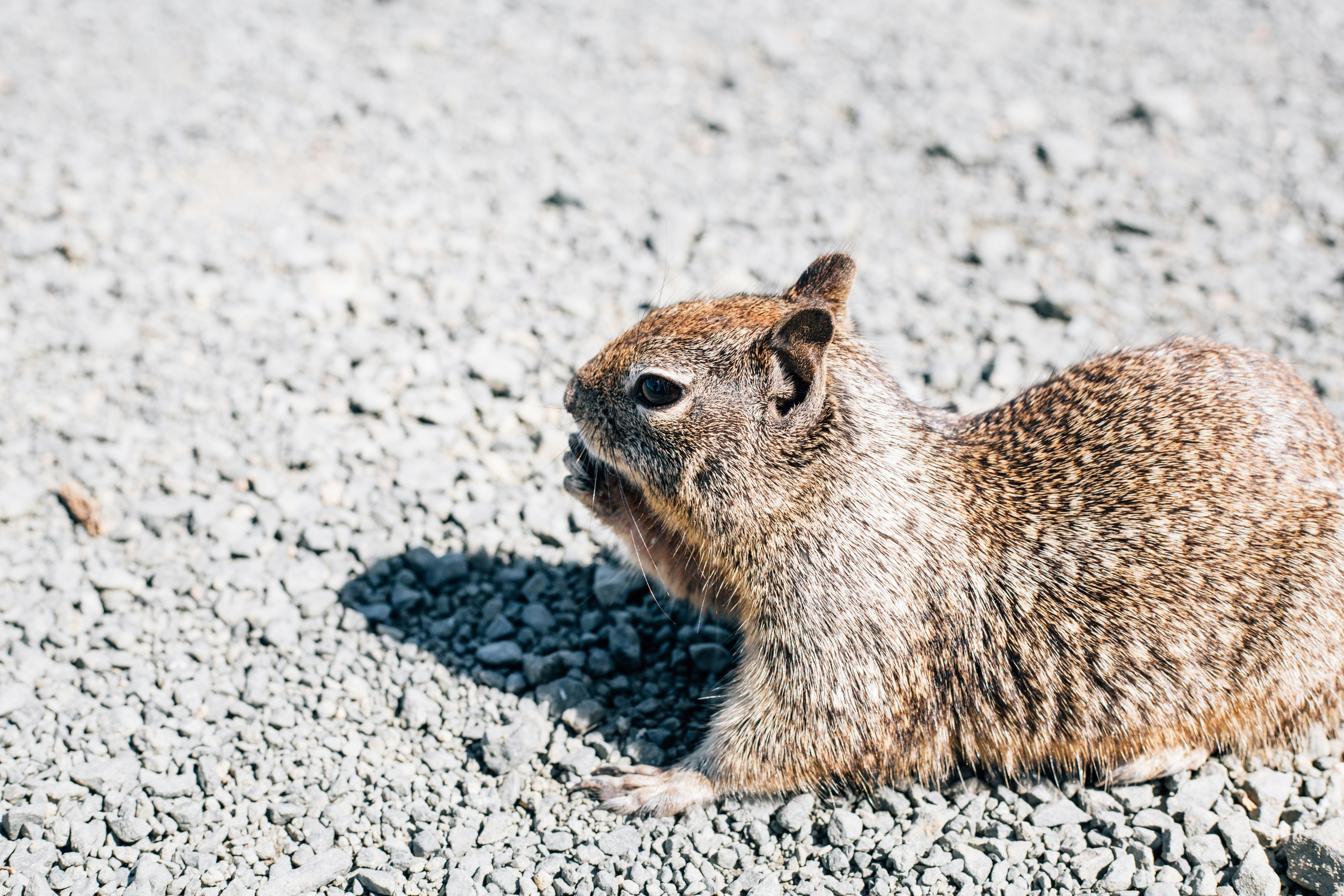 Ardilla marrón durante el día