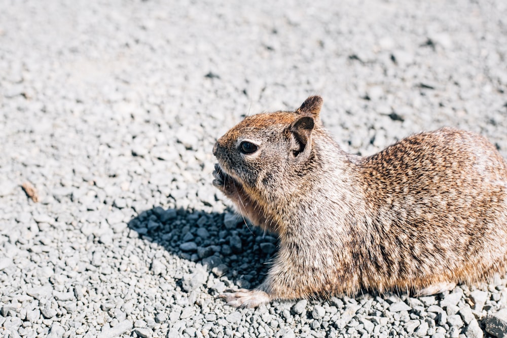 brown squirrel during daytime