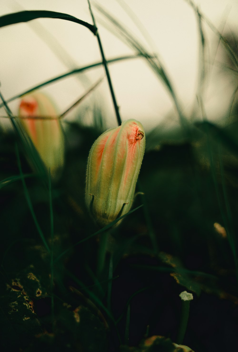 green and orange flowers