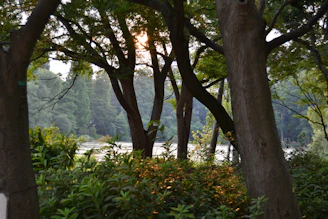 Sunlight filtering through dense rainforest canopy over a tranquil river scene.