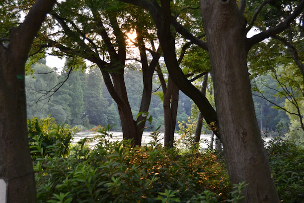 Sunlight filtering through dense rainforest canopy over a tranquil river scene.