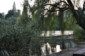 A serene lakeside plot bordered by tall trees and calm water reflections