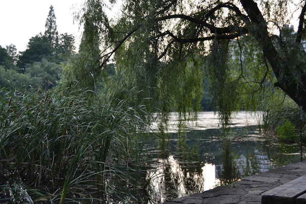 A serene lakeside plot bordered by tall trees and calm water reflections