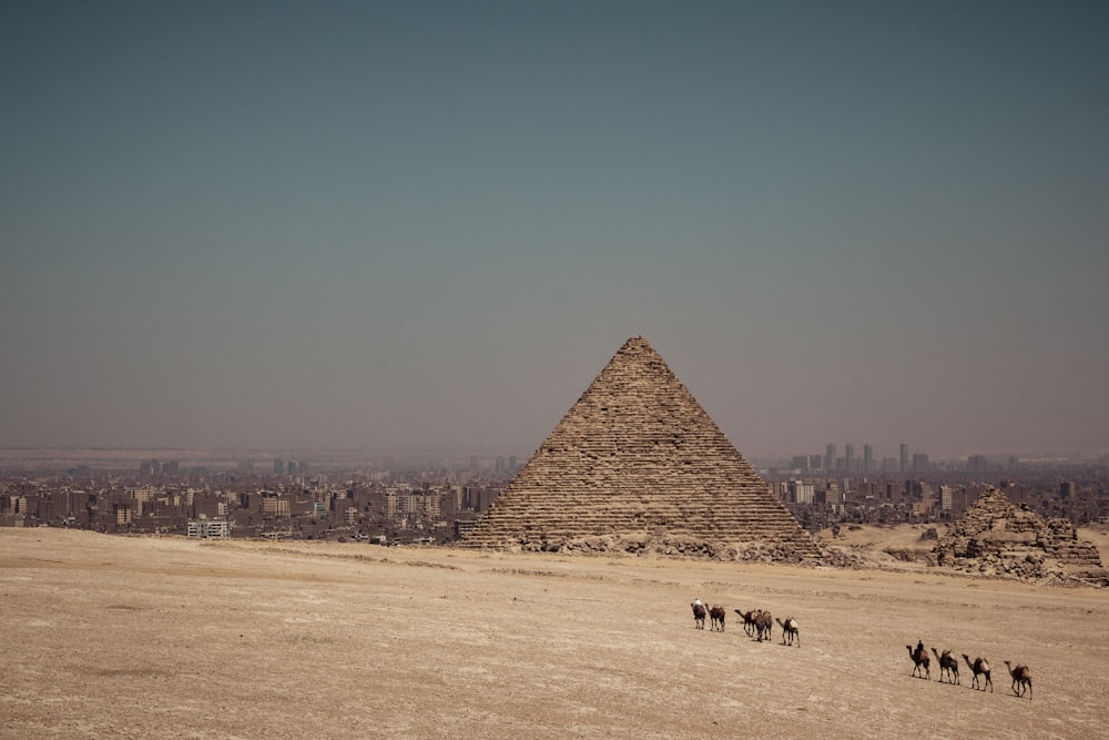 昼間のエジプトのピラミッド付近のラクダ