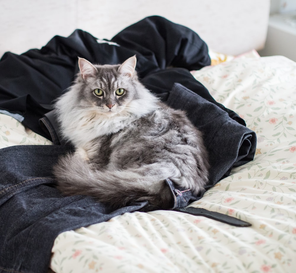 gray and white tabby cat lying on denim pants