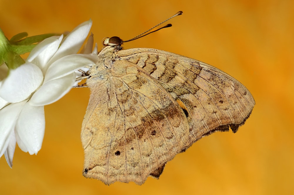 brown butterfly