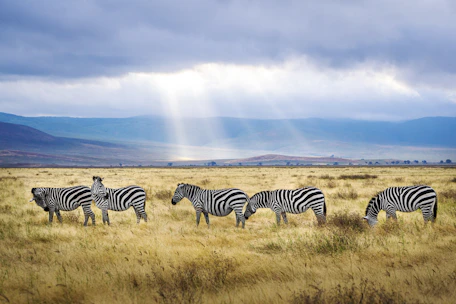 five black and white zebras