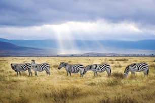 five black and white zebras