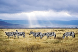 Tanzania: Diverse African country known for its wildlife safaris, Mount Kilimanjaro, and Zanzibar is