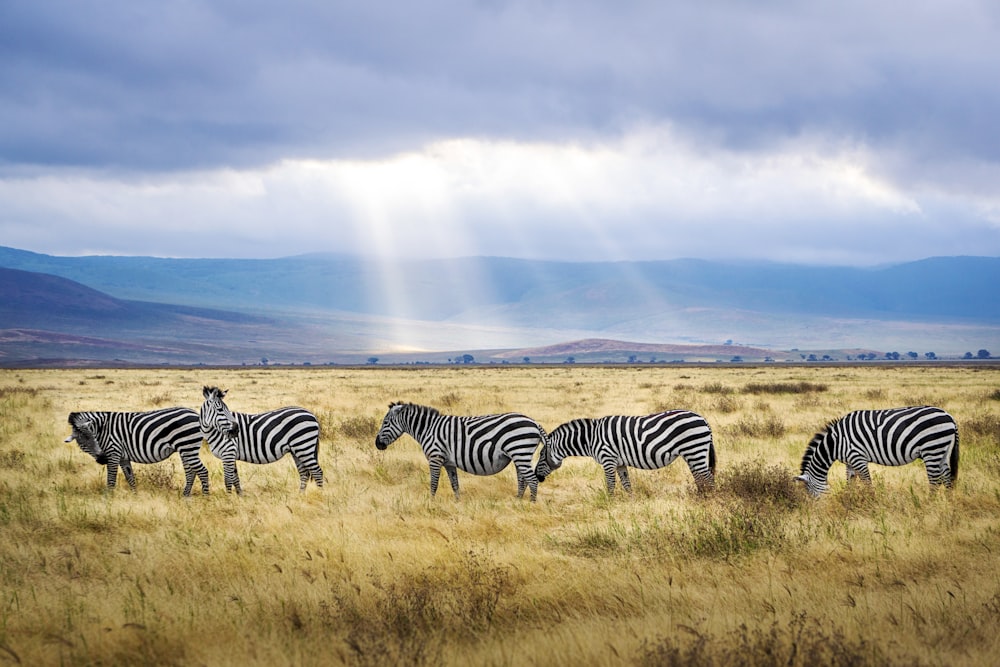 five black and white zebras