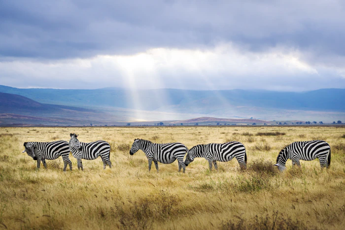 Zebras on the crater floor beneath shafts of light