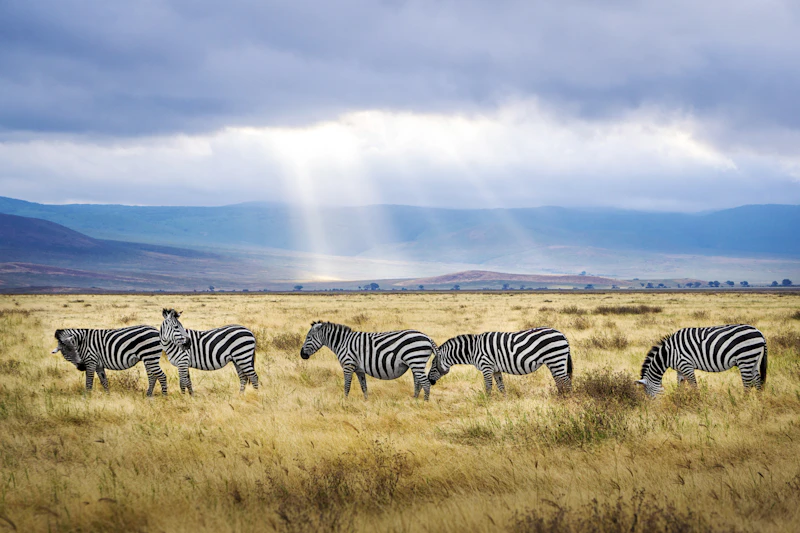 Zebras crossing the open plains of the Serengeti–Ngorongoro ecosystem, Tanzania
